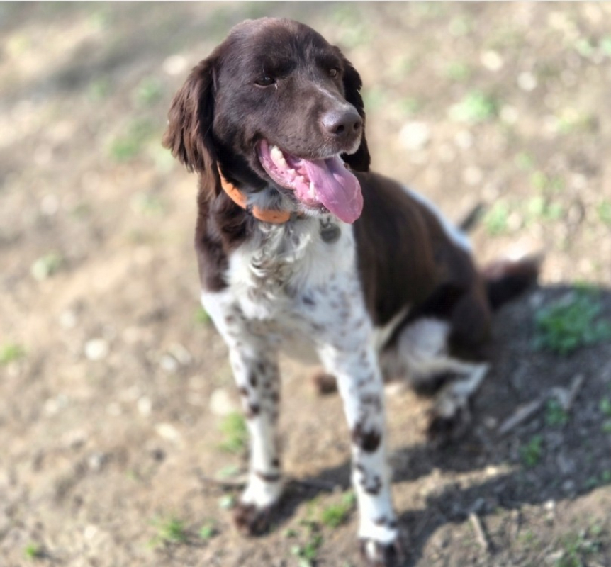 Photo #1 de Spiky réservé