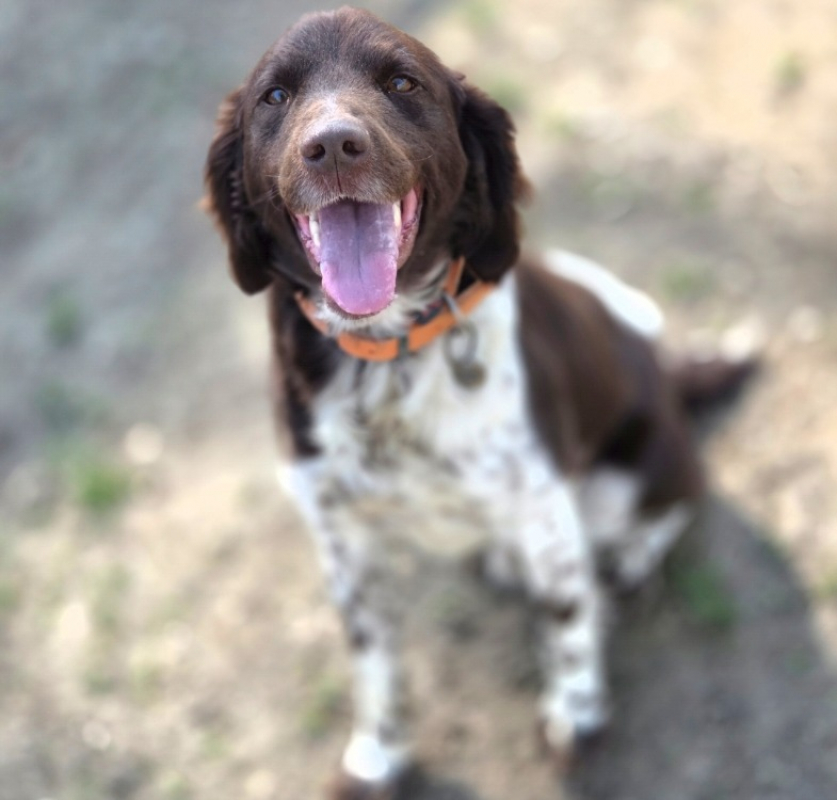 Photo #2 de Spiky réservé