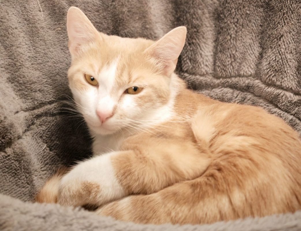 Calinou - Chat Européen à adopter