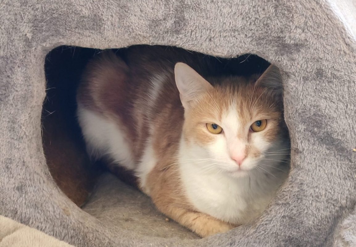 Calinou - Chat Européen à adopter - photo 2