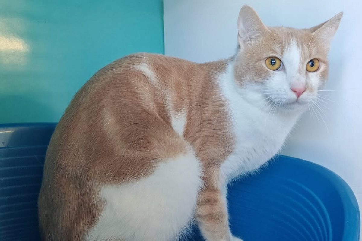 Calinou - Chat Européen à adopter - photo 3