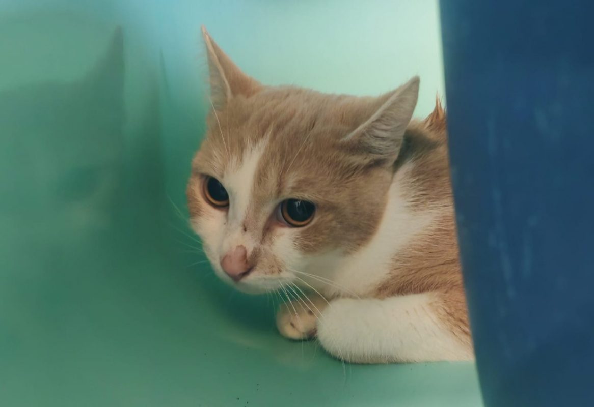 Calinou - Chat Européen à adopter - photo 4
