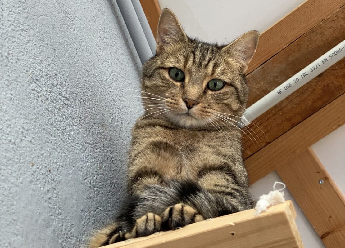 Tamino - Chat Européen à adopter