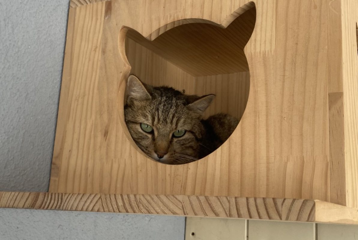Tamino - Chat Européen à adopter - photo 2
