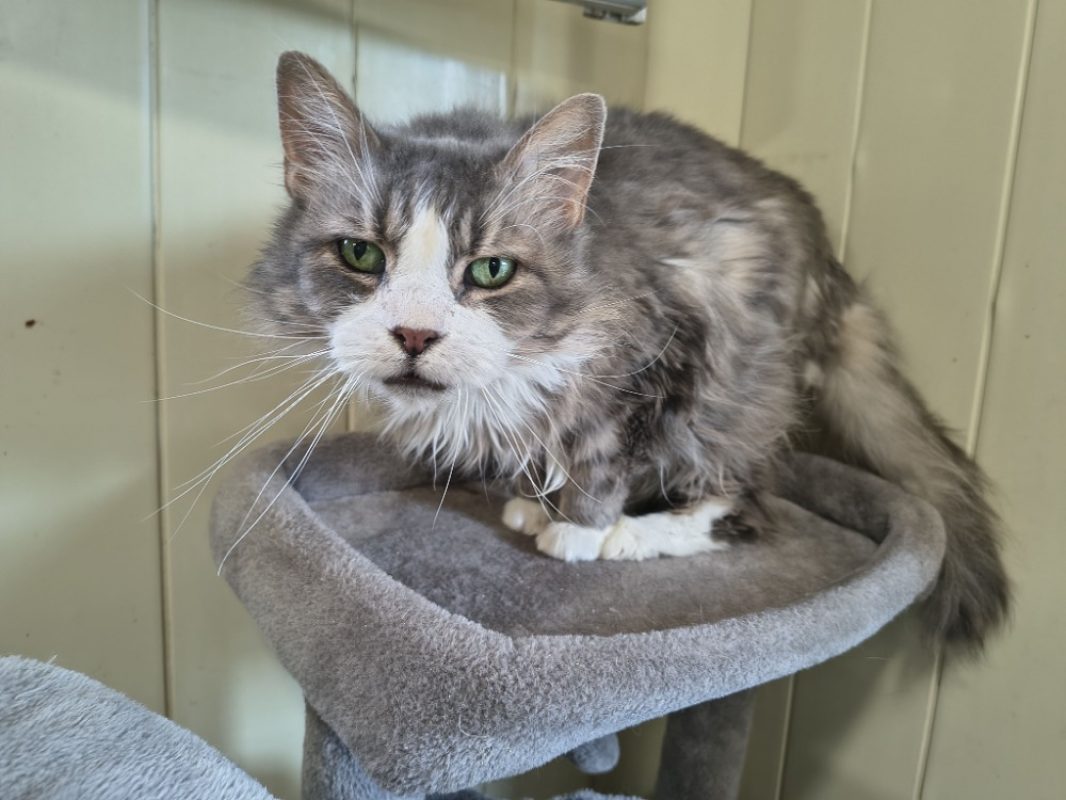 Imaltar - Chat Européen à adopter