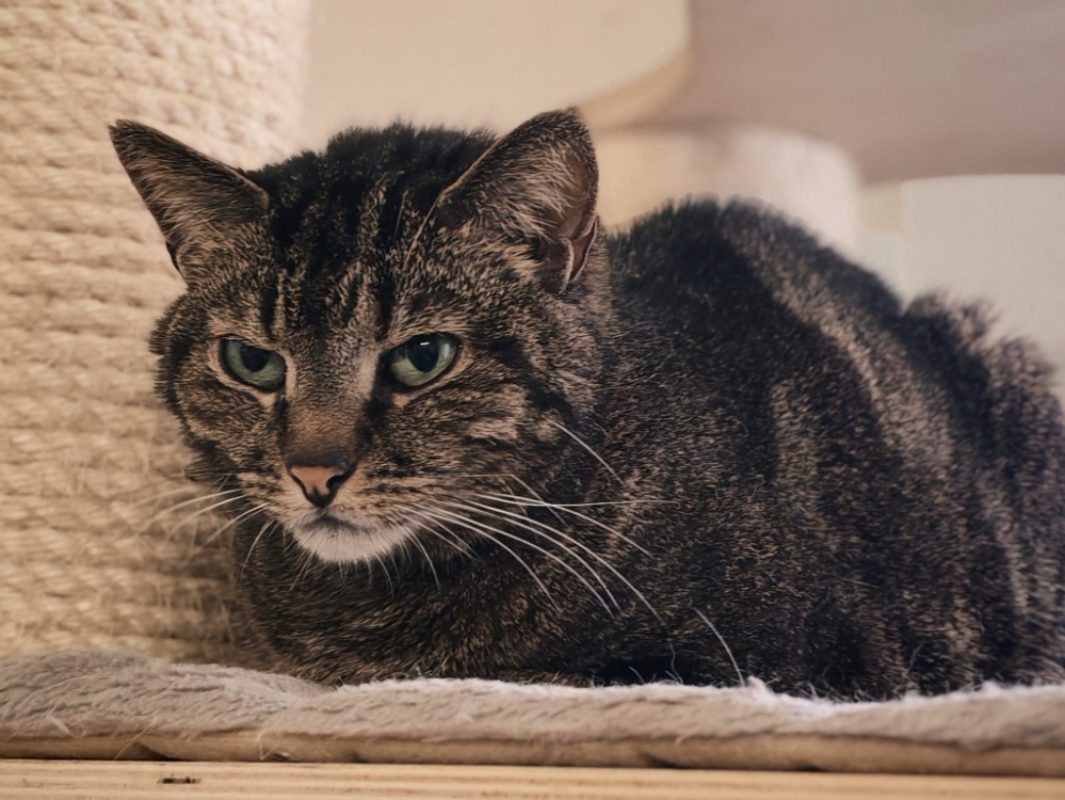 Eureka - Chat Européen à adopter