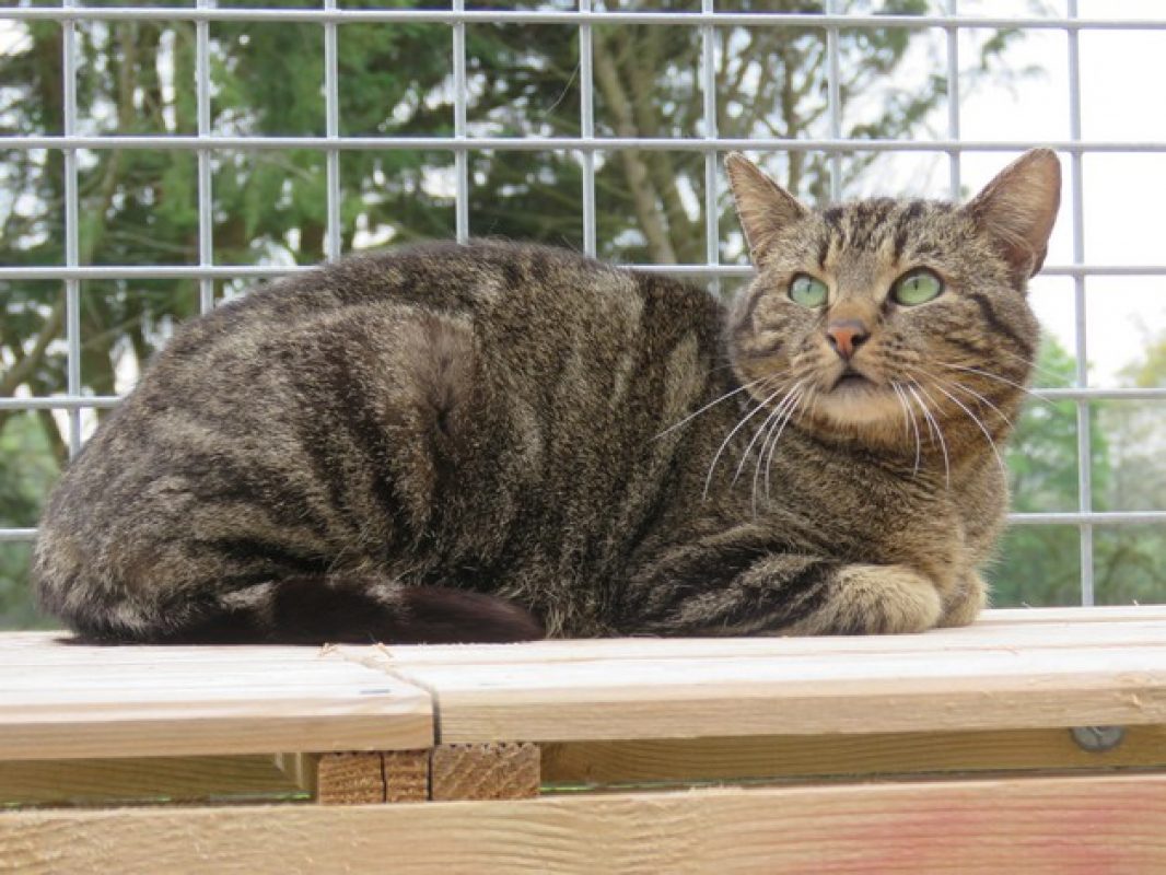 Eureka - Chat Européen à adopter - photo 2
