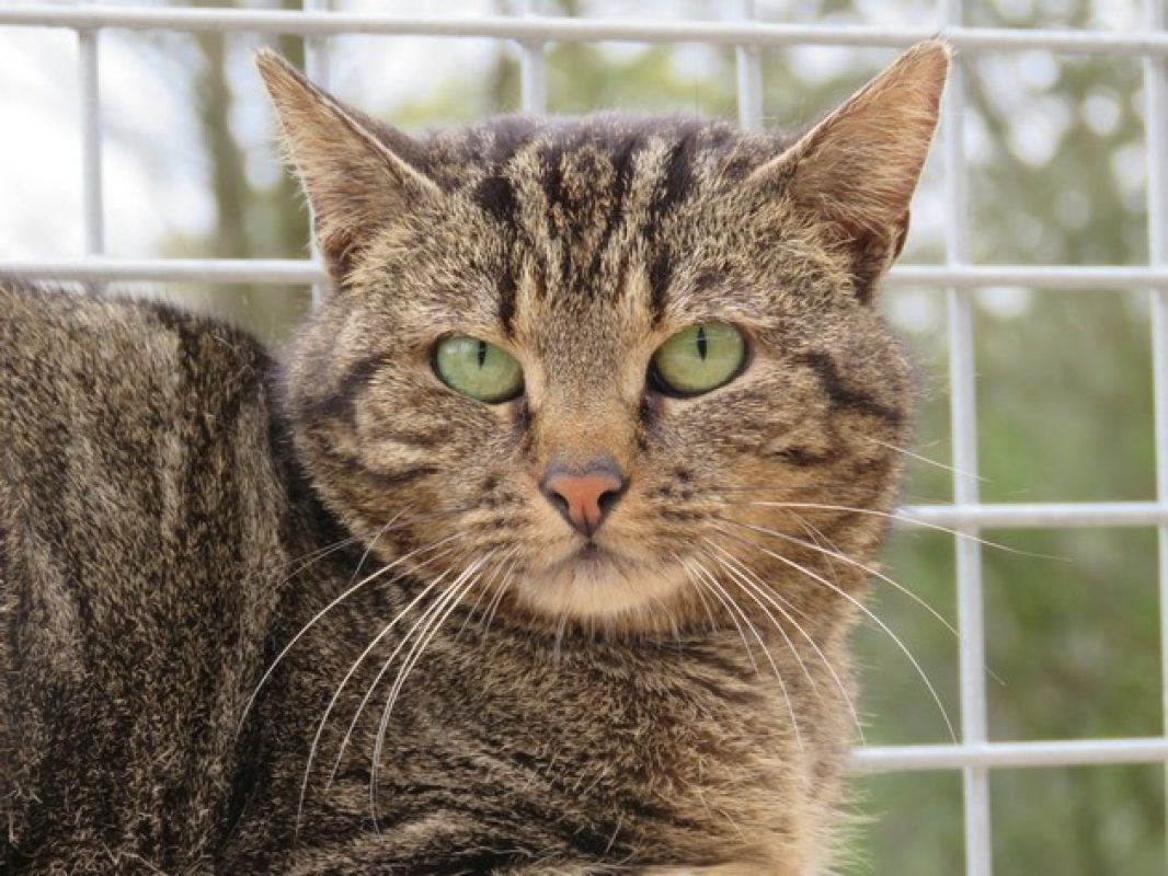 Eureka - Chat Européen à adopter - photo 3