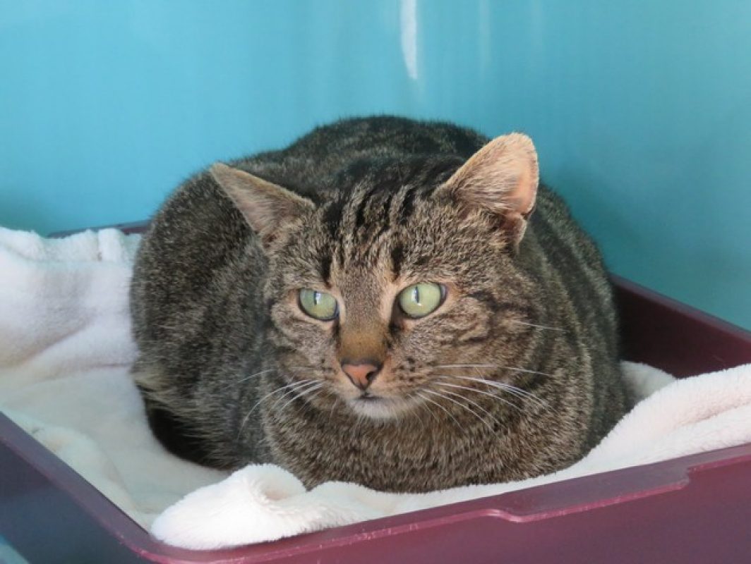 Eureka - Chat Européen à adopter - photo 4