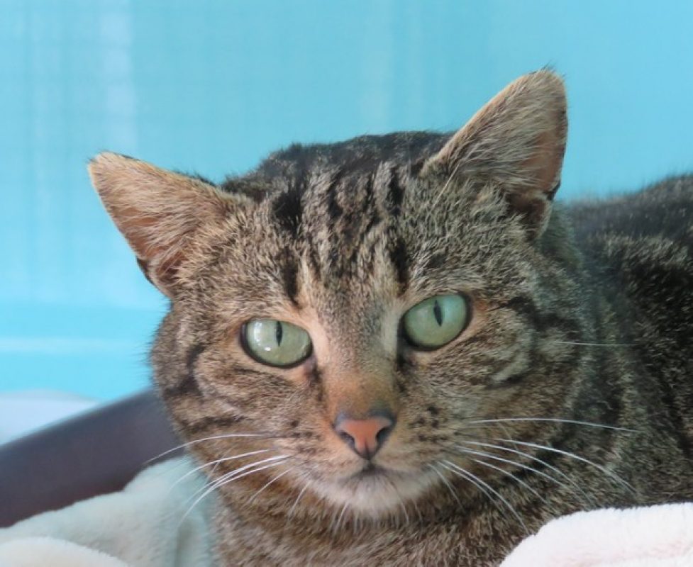 Eureka - Chat Européen à adopter - photo 5