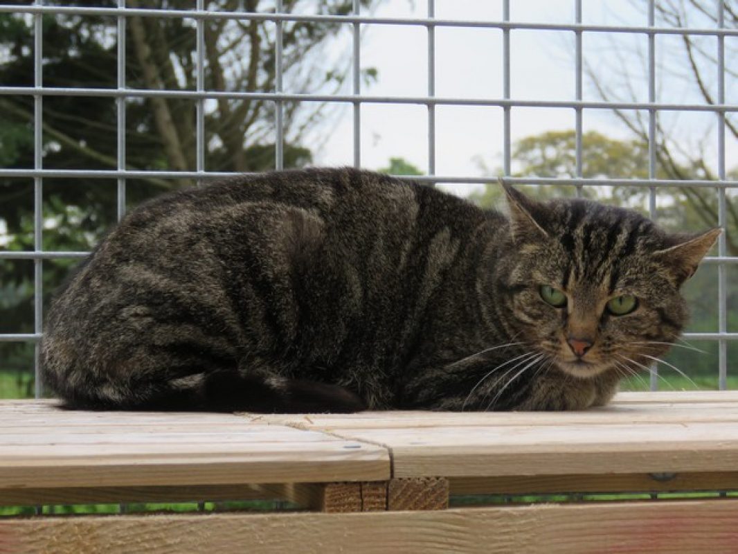 Eureka - Chat Européen à adopter - photo 6