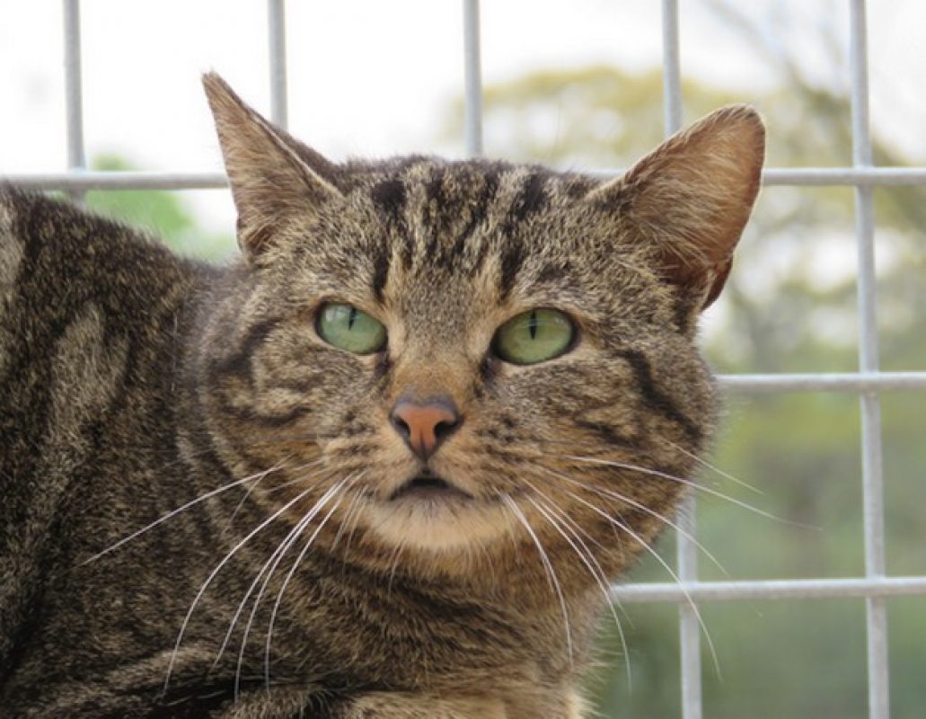 Eureka - Chat Européen à adopter - photo 7