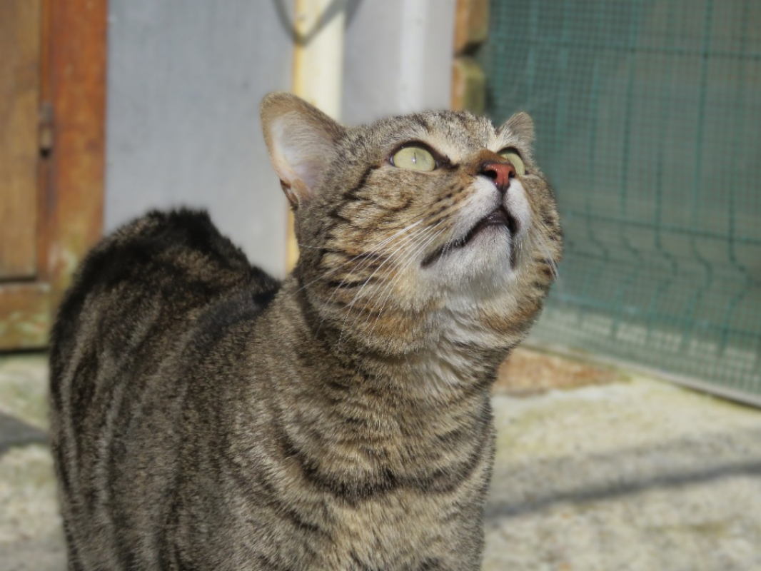 Photo #2 de Bouriquet