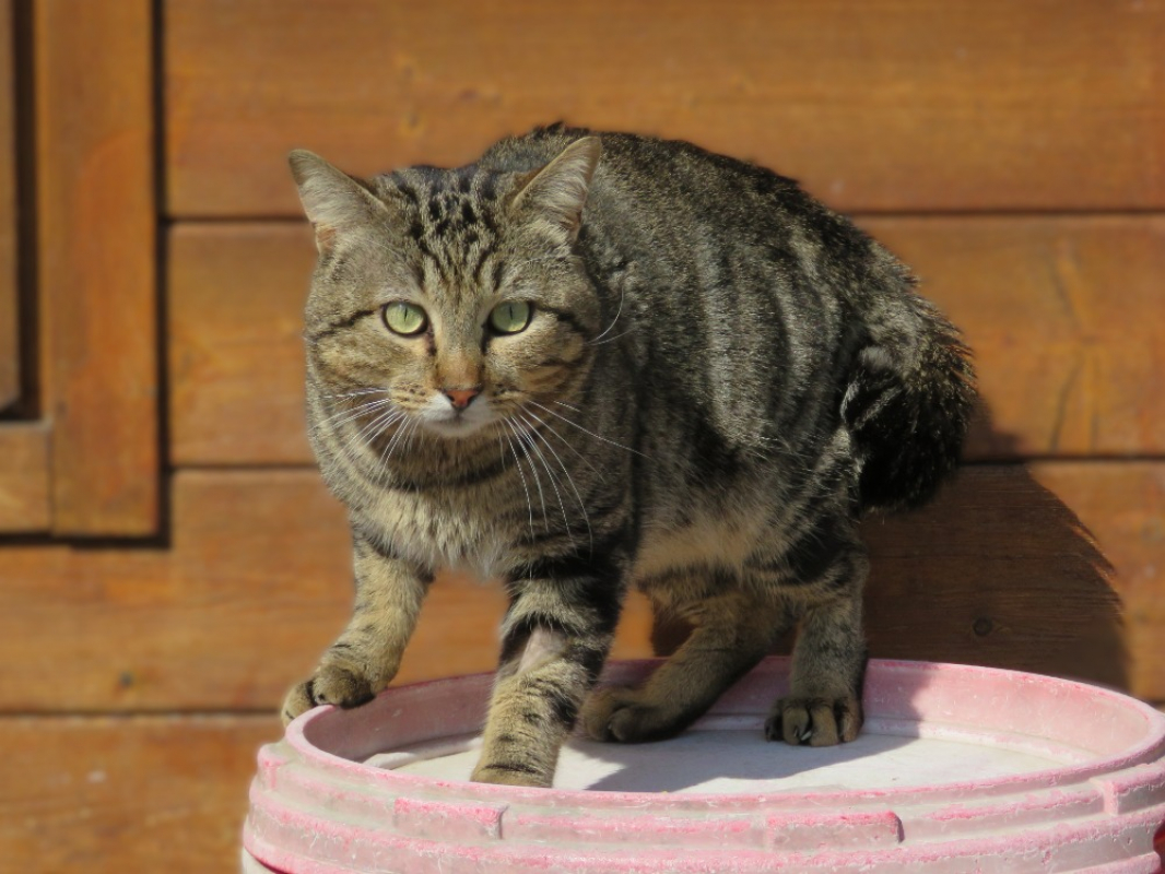 Photo #3 de Bouriquet