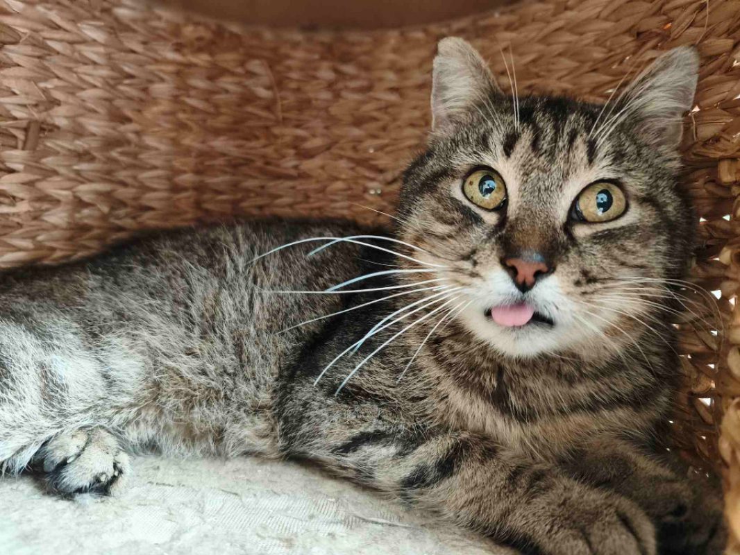 Pasta - Chat Européen à adopter