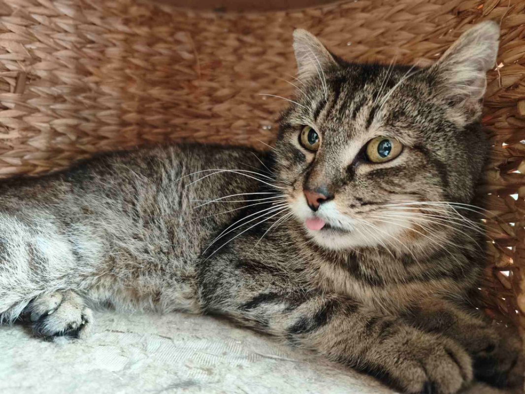 Pasta - Chat Européen à adopter - photo 3