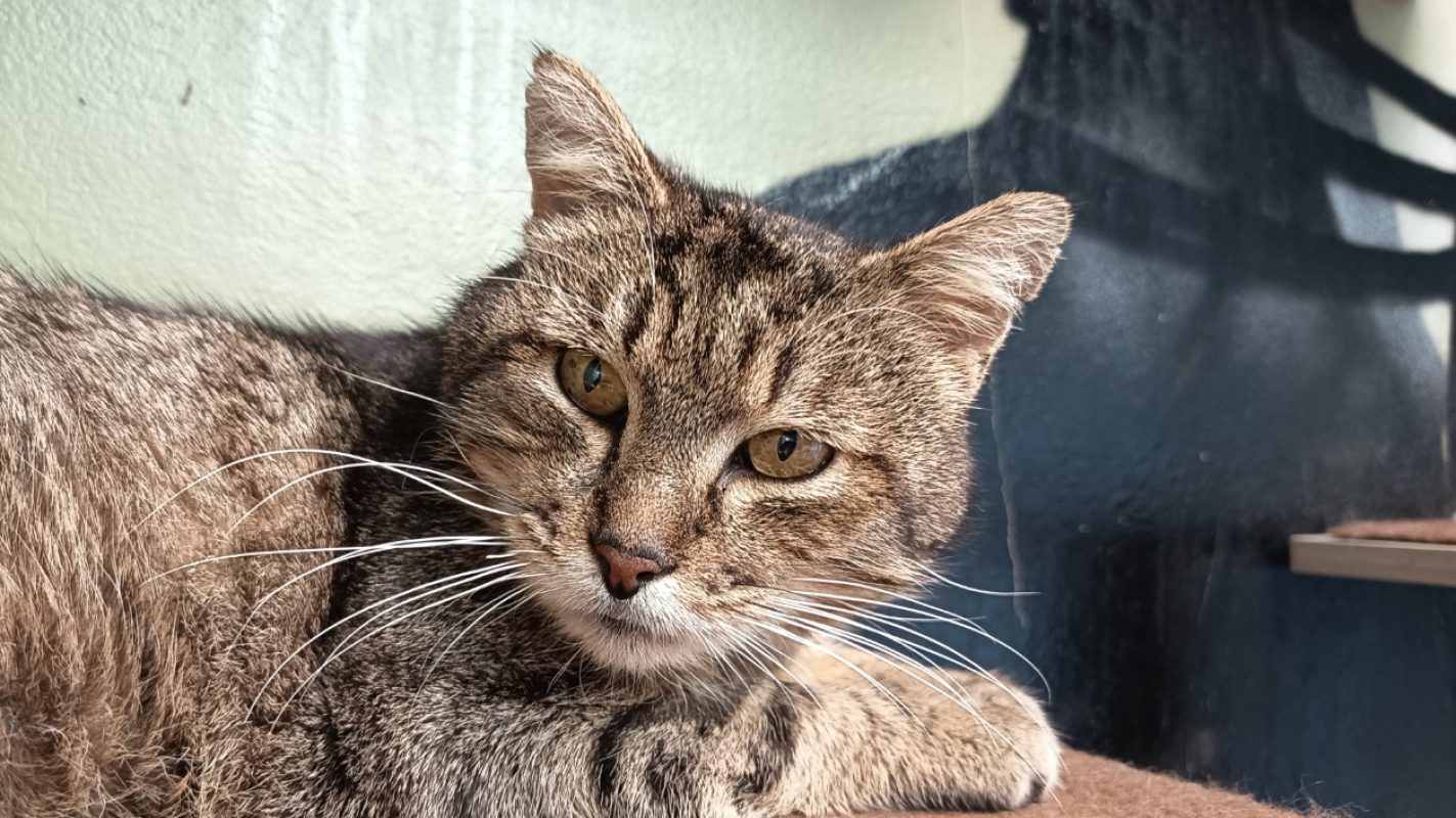 Pasta - Chat Européen à adopter - photo 4