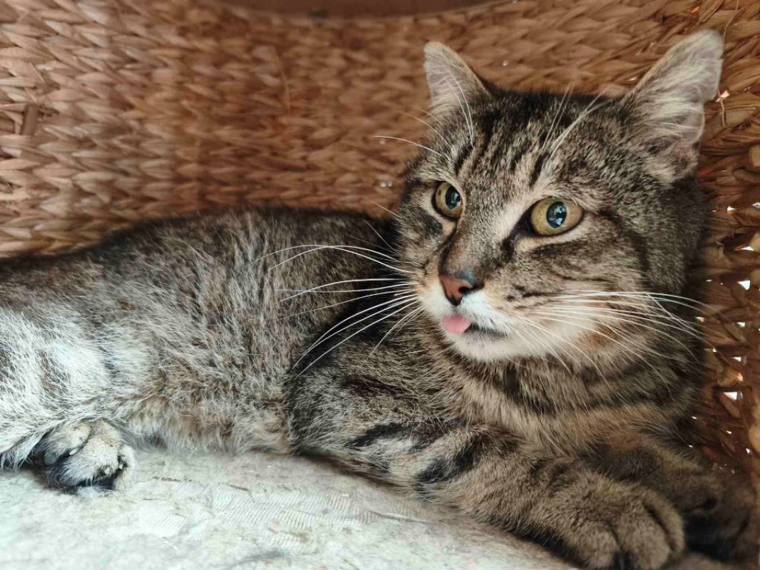 Pasta - Chat Européen à adopter - photo 3