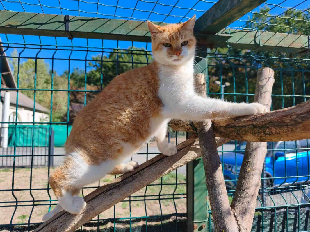Keta - Chat Européen à adopter
