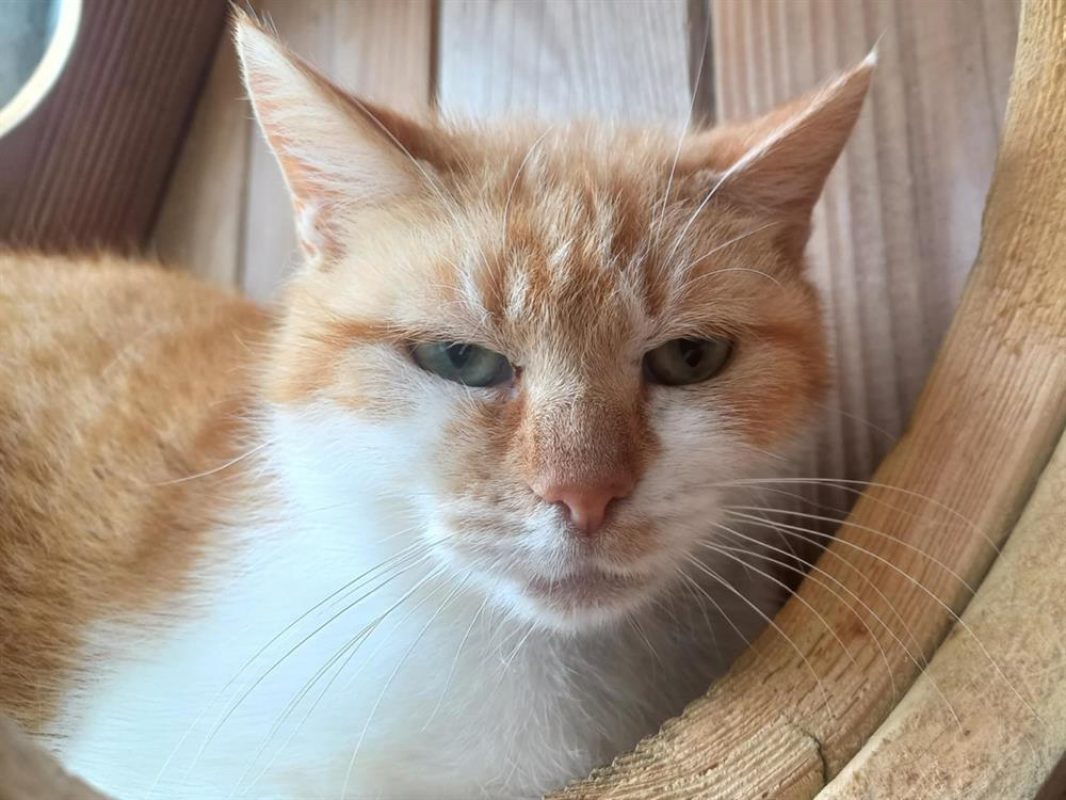 Keta - Chat Européen à adopter - photo 3