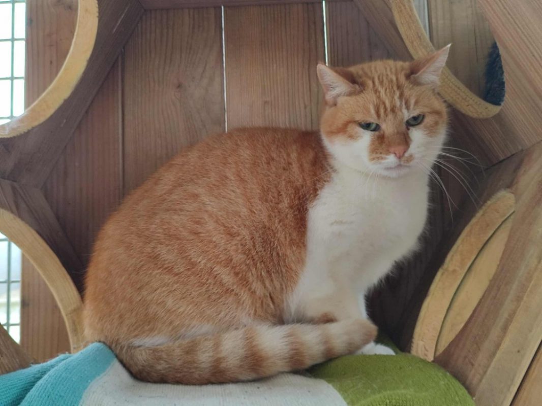 Keta - Chat Européen à adopter - photo 4
