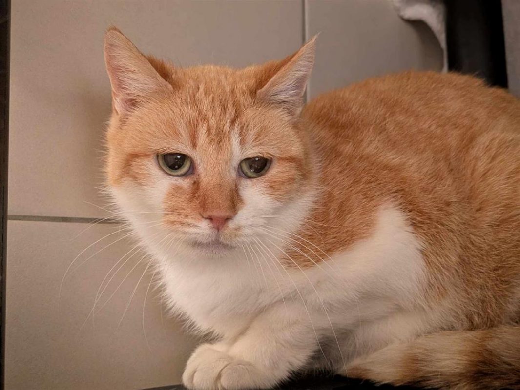 Keta - Chat Européen à adopter - photo 5