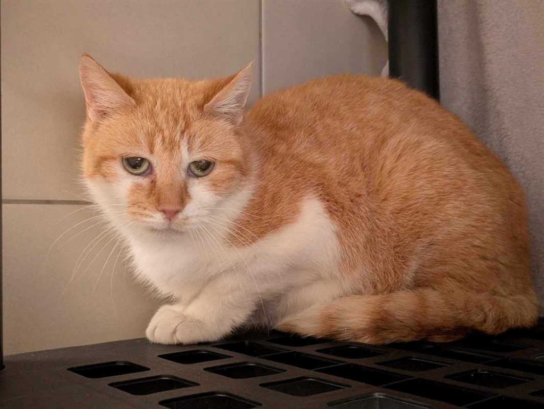 Keta - Chat Européen à adopter - photo 6