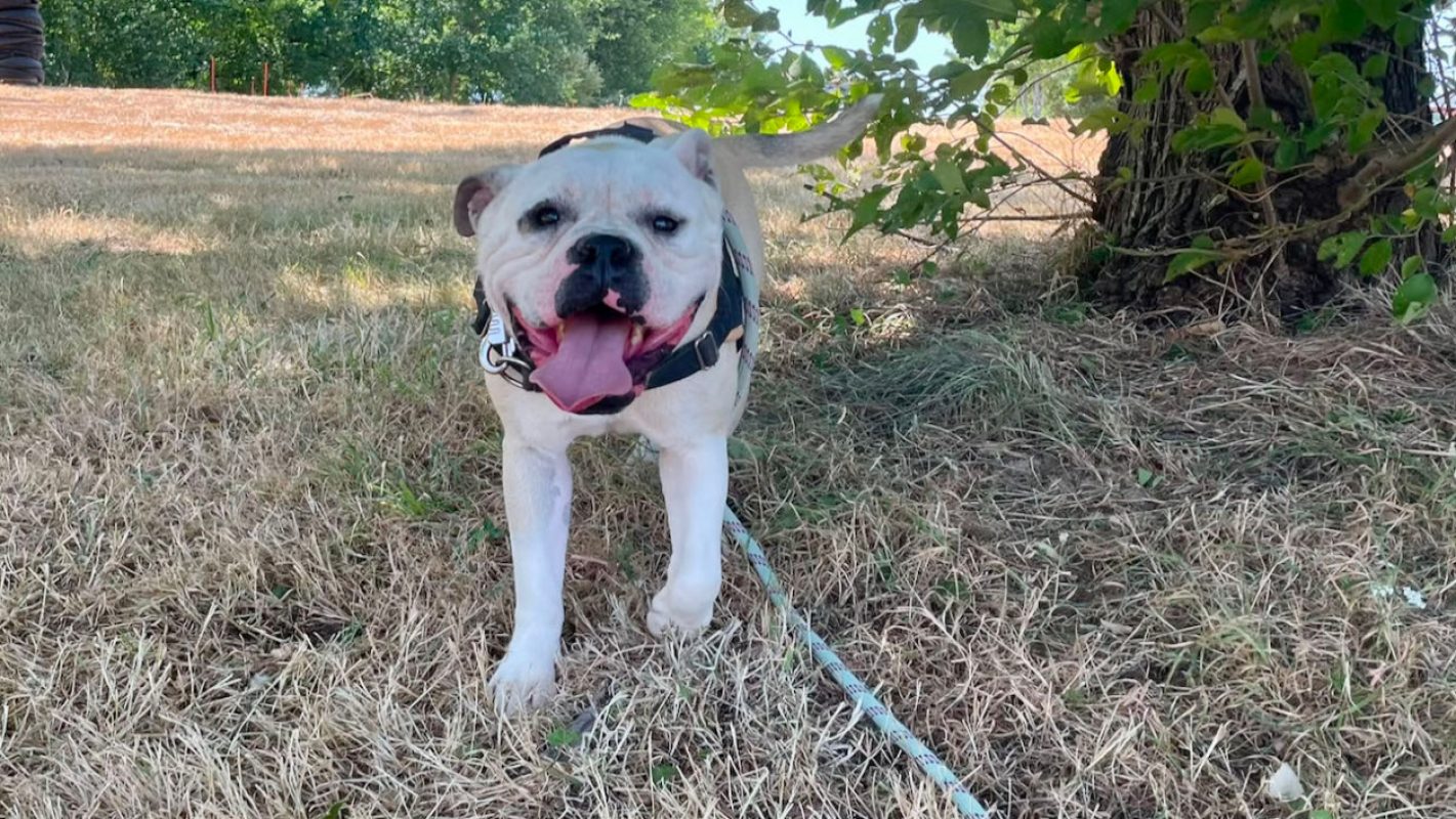 Usko - Chien à adopter