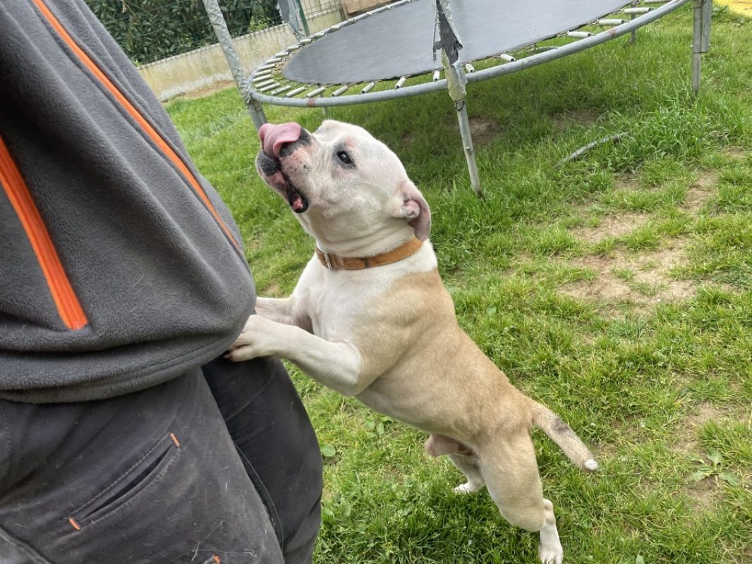 Usko - Chien à adopter - photo 4
