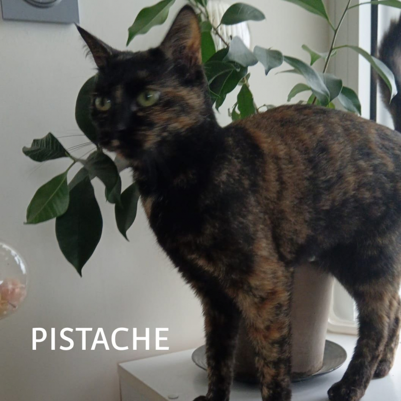 Photo #2 de PISTACHE