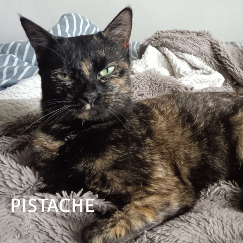 Photo #3 de PISTACHE