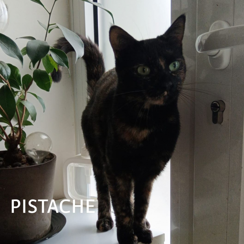Photo #4 de PISTACHE