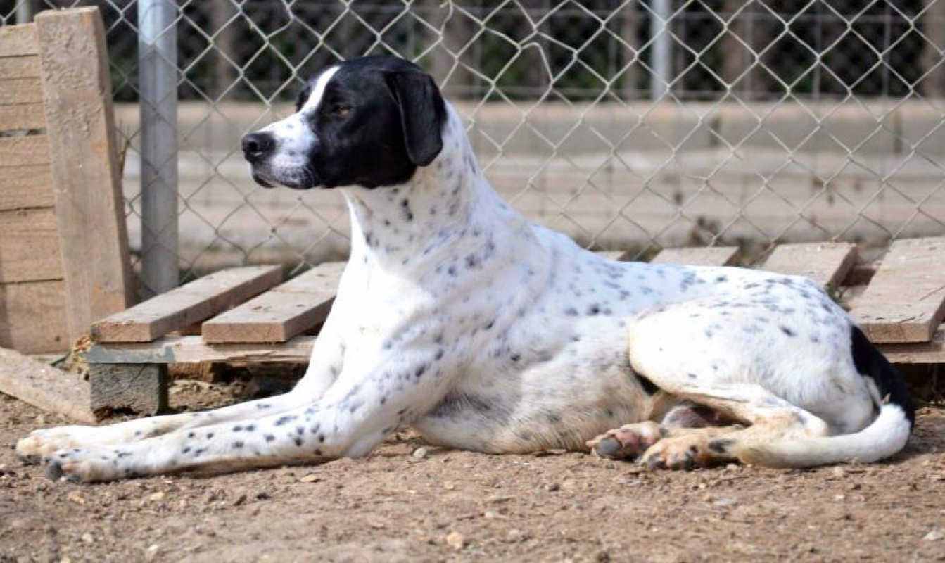 Photo #1 de DABY, 2 ans magnifique Pointer Anglais !