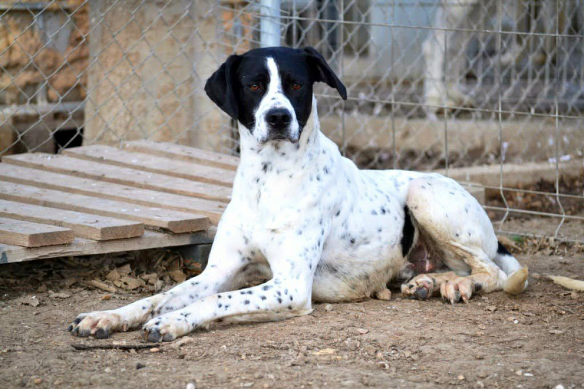 Photo #2 de DABY, 2 ans magnifique Pointer Anglais !