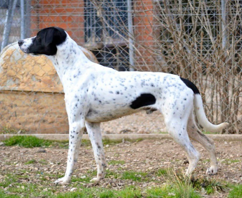 Photo #3 de DABY, 2 ans magnifique Pointer Anglais !