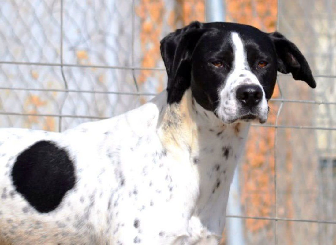 Photo #4 de DABY, 2 ans magnifique Pointer Anglais !