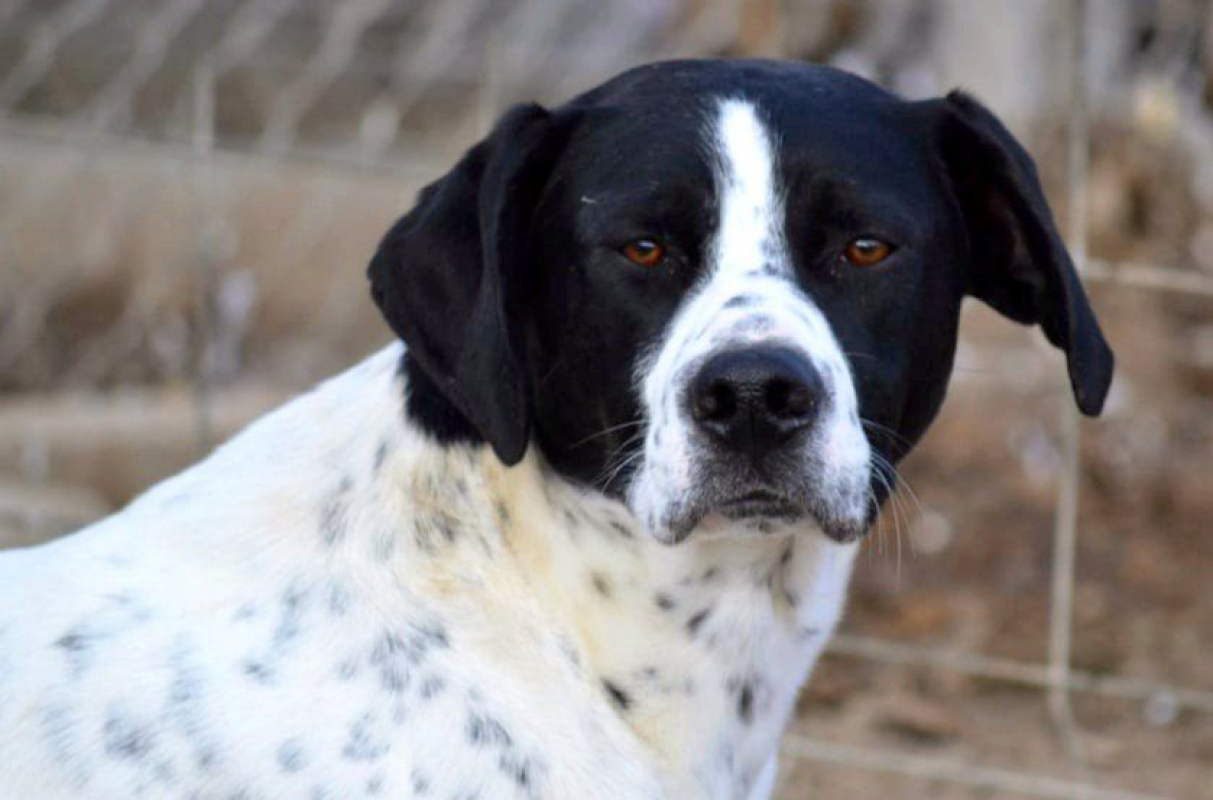 Photo #6 de DABY, 2 ans magnifique Pointer Anglais !