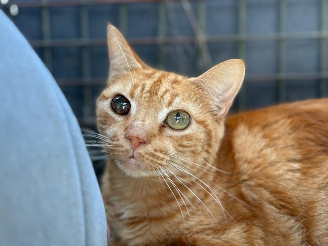 Brownie - Chat Européen à adopter