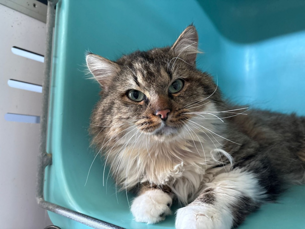 Photo de Sango réservé