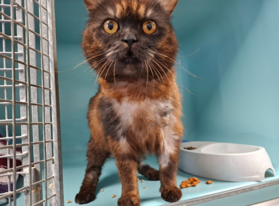 Photo de Duchesse-choupette