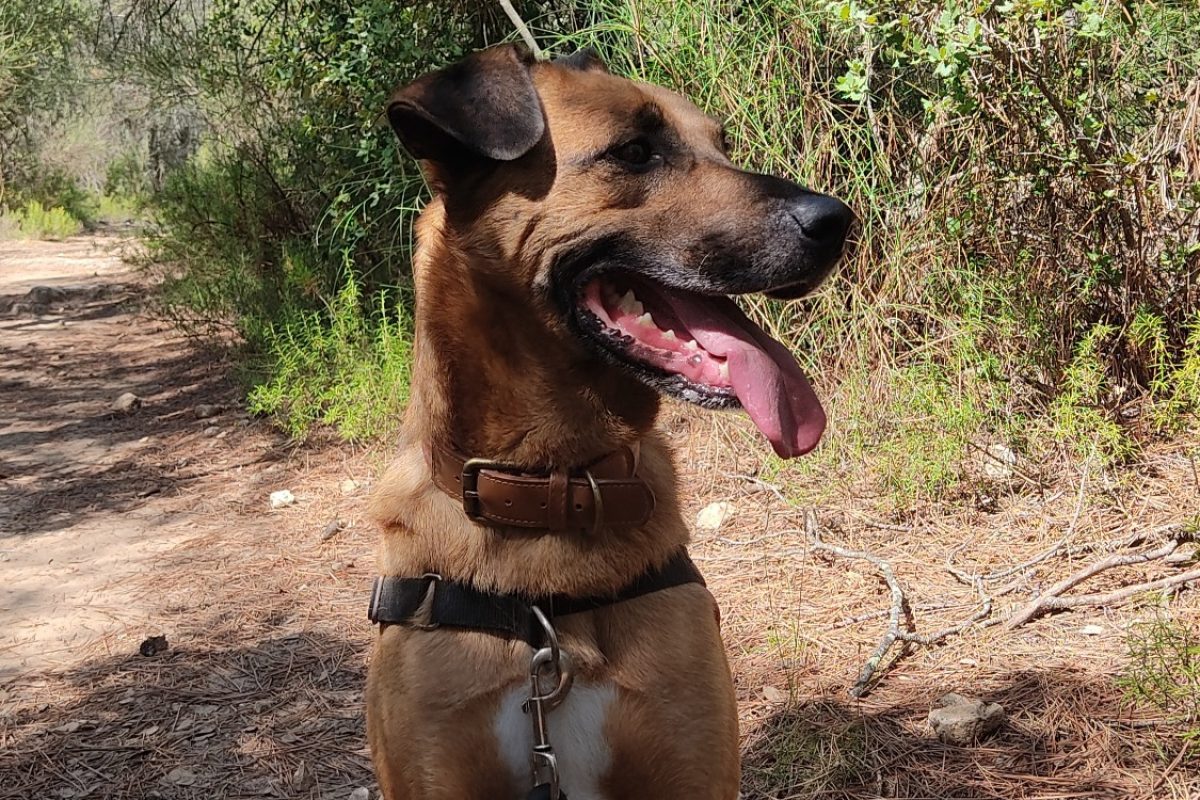 Gerico - Chien Berger à adopter - photo 2