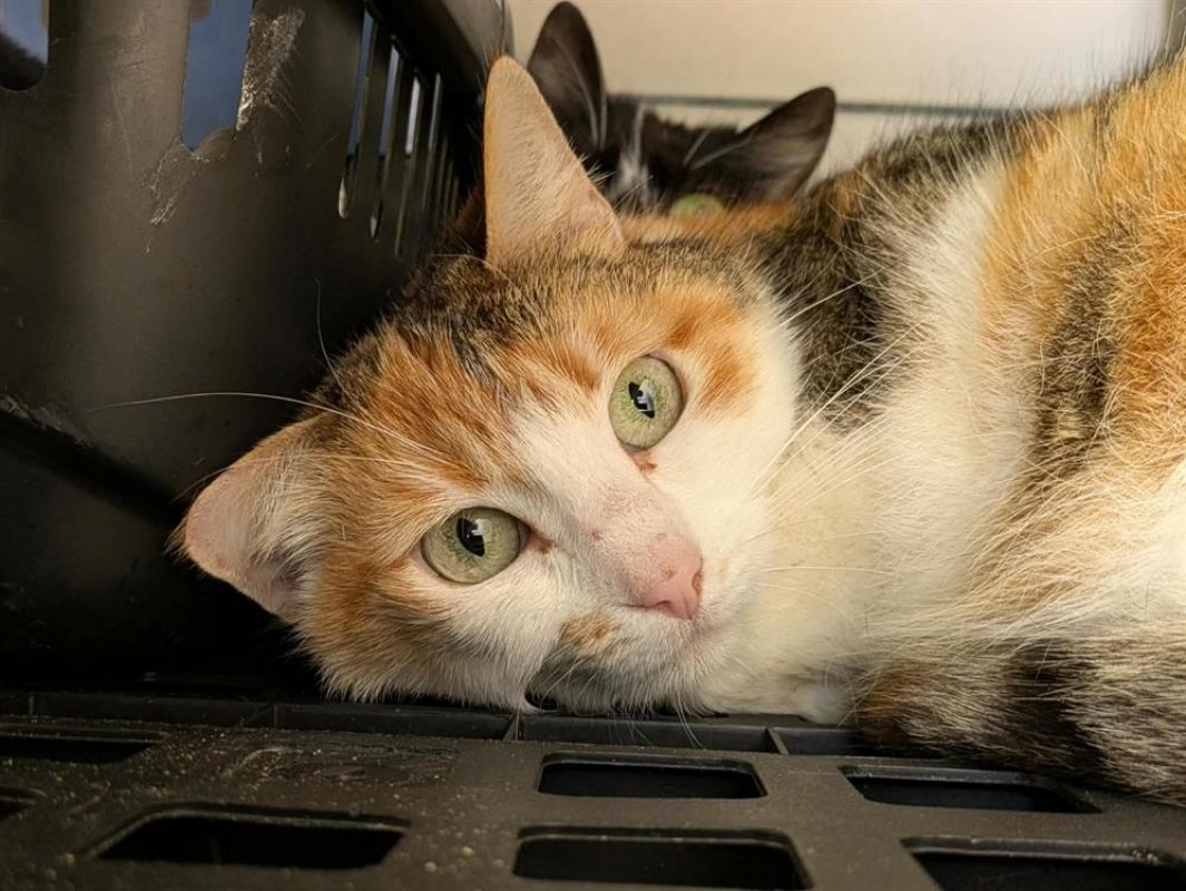 Trapette - Chat Européen à adopter - photo 4