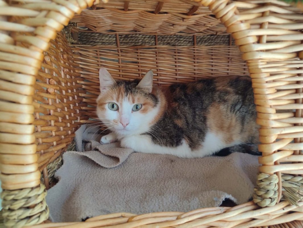 Trapette - Chat Européen à adopter - photo 5