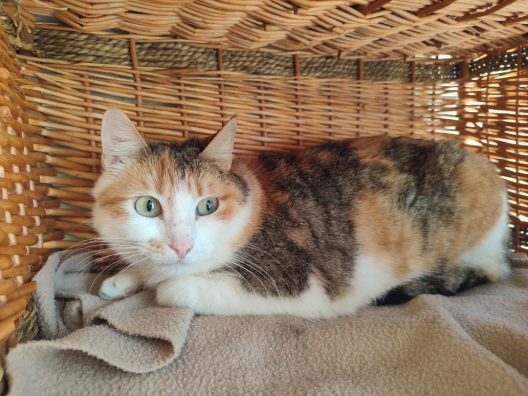 Trapette - Chat Européen à adopter - photo 6