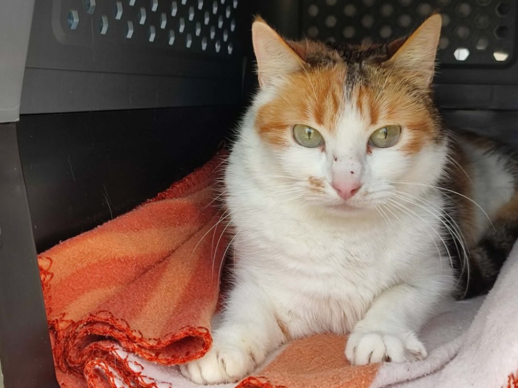 Trapette - Chat Européen à adopter - photo 8