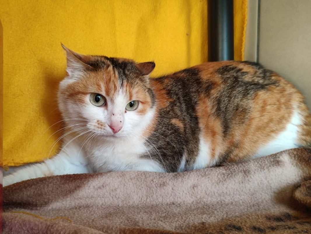 Trapette - Chat Européen à adopter - photo 9