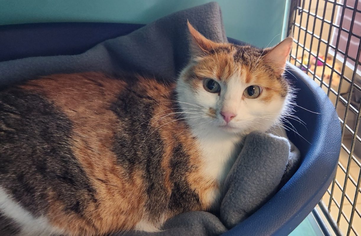 Trapette - Chat Européen à adopter - photo 10