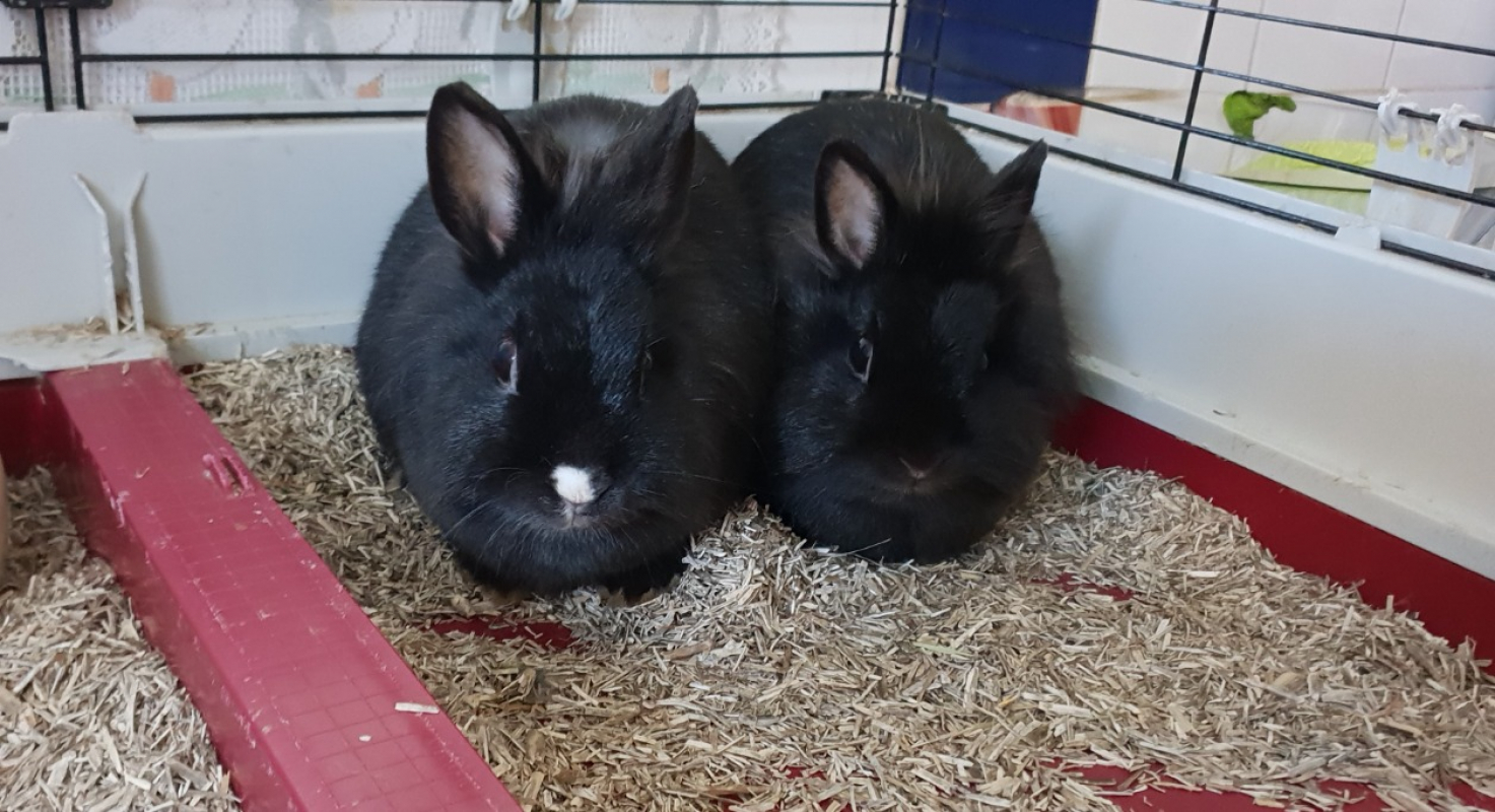 Photo #1 de Mareva en duo avec thahia