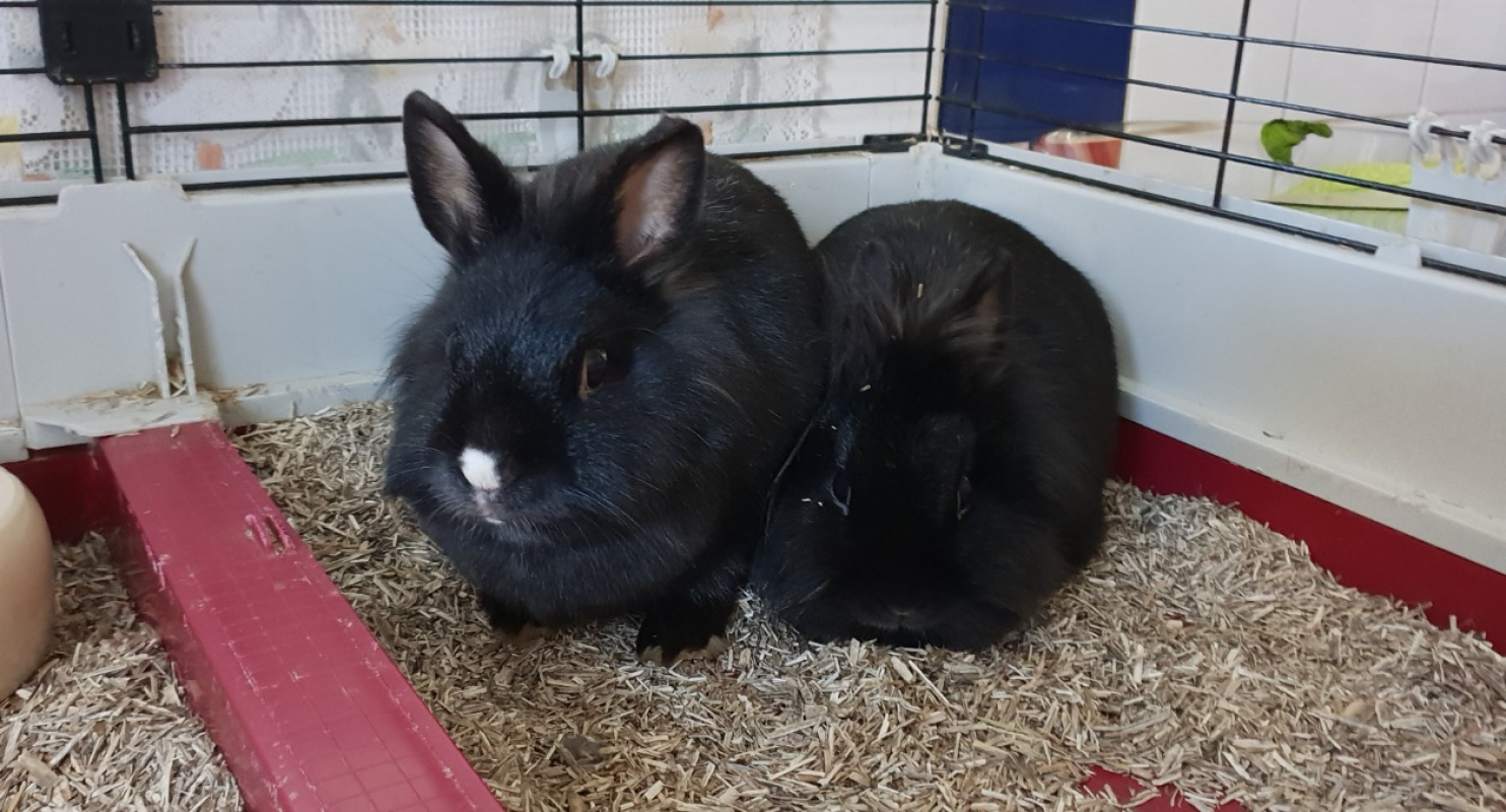 Photo #2 de Mareva en duo avec thahia