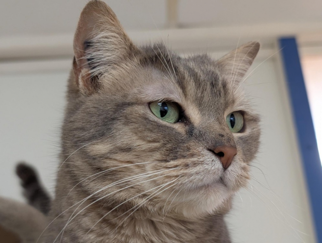 Photo #1 de Orchidee